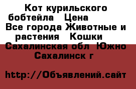 Кот курильского бобтейла › Цена ­ 5 000 - Все города Животные и растения » Кошки   . Сахалинская обл.,Южно-Сахалинск г.